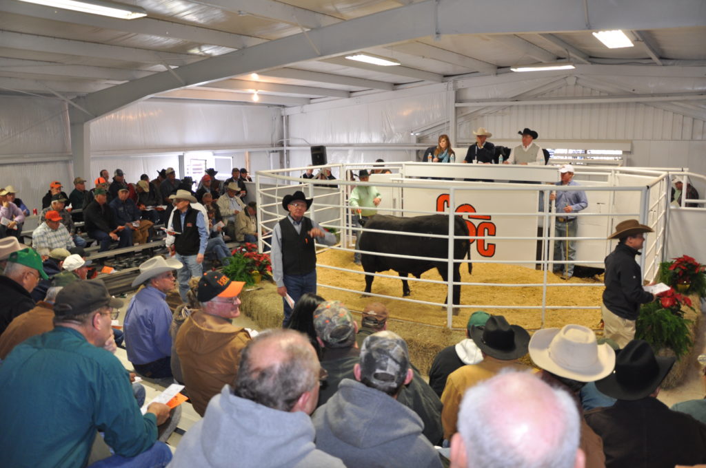 CSC Bull SaleOne of the Best Ever Connors State College