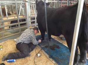 CSC Show Team Coach, Dale Pitchford prepares for the Dixie Nationals. 