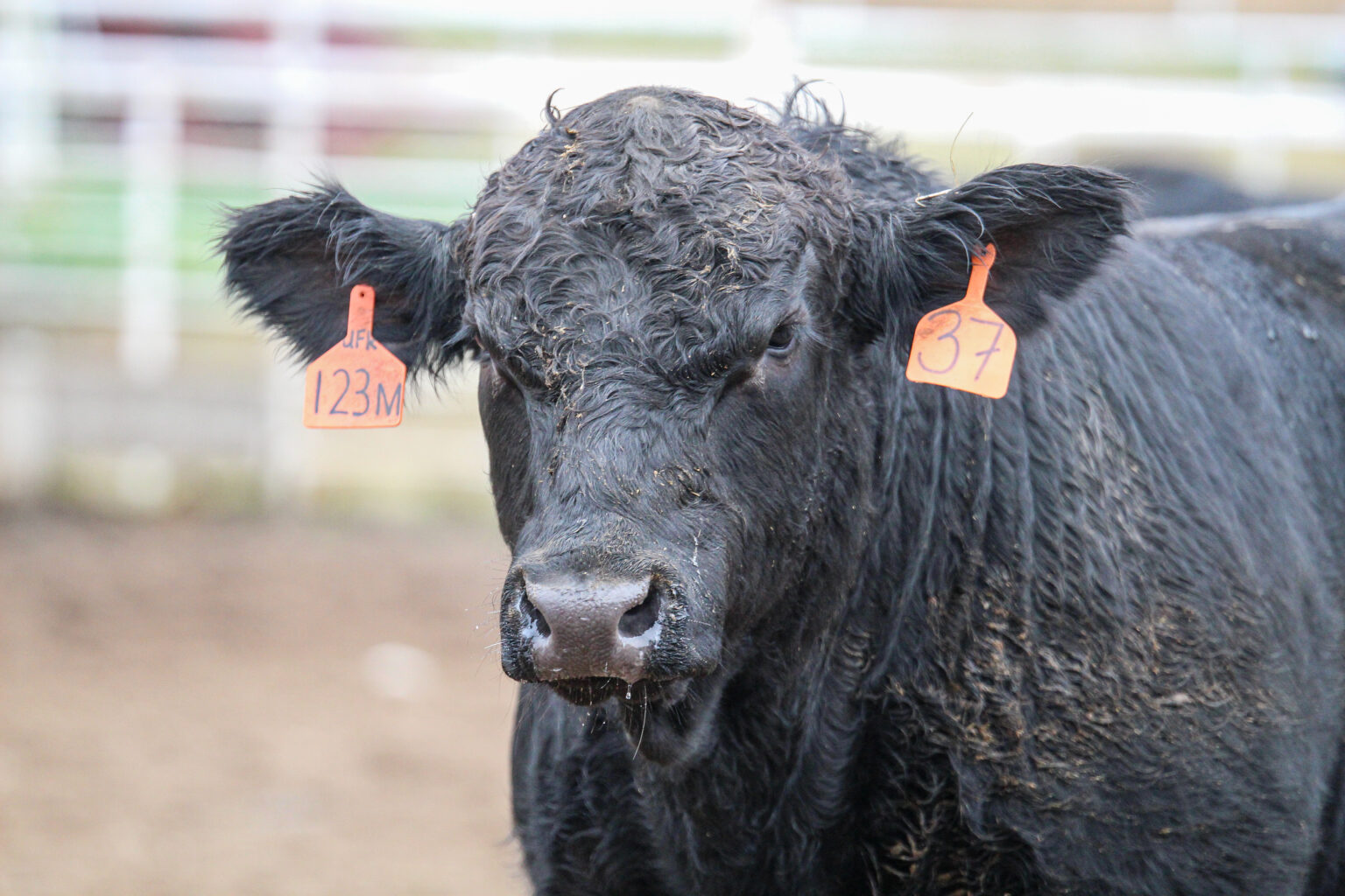 Connors State College Bi-Annual Bull Test Sale Concludes with ...